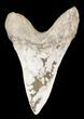 Large Cretoxyrhina Shark Tooth - Kansas #31644-1